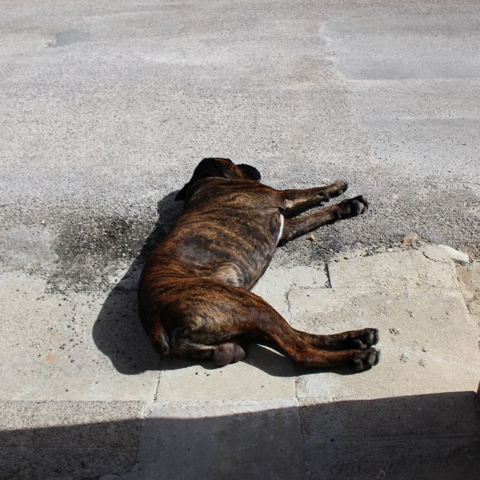 Hunde-Welpe (6 Monate) zu Tode vergewaltigt