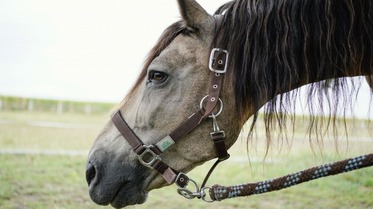 Unbekannte haben in Frankreich Pferde angegriffen. (Foto)