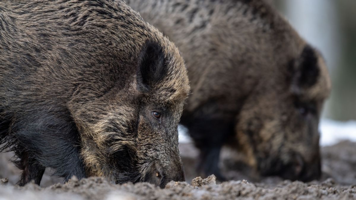 In Brandenburg soll die Afrikanische Schweinepest ausgebrochen sein. (Symbolfoto) (Foto)