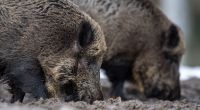 In Brandenburg soll die Afrikanische Schweinepest ausgebrochen sein. (Symbolfoto)