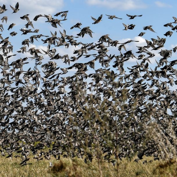 Apokalypse? Hunderttausende Vögel fallen tot vom Himmel