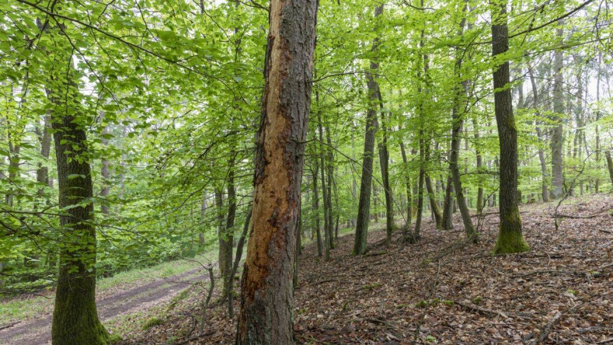 Borkenkäfer zerstören das Holz von Bäumen. (Foto)