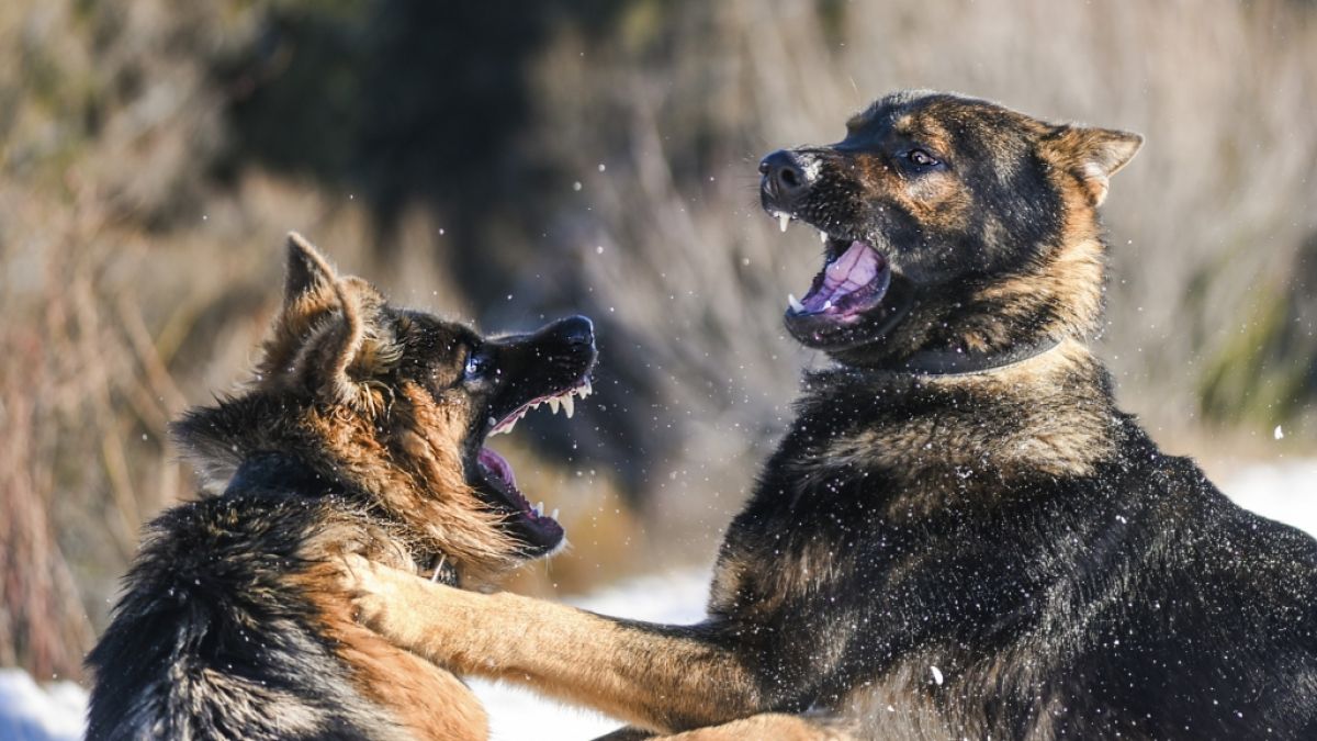 Zwei Schäferhunde attackierten den kleinen Yegor (2) und rissen ihm die Genitalien heraus. (Foto)