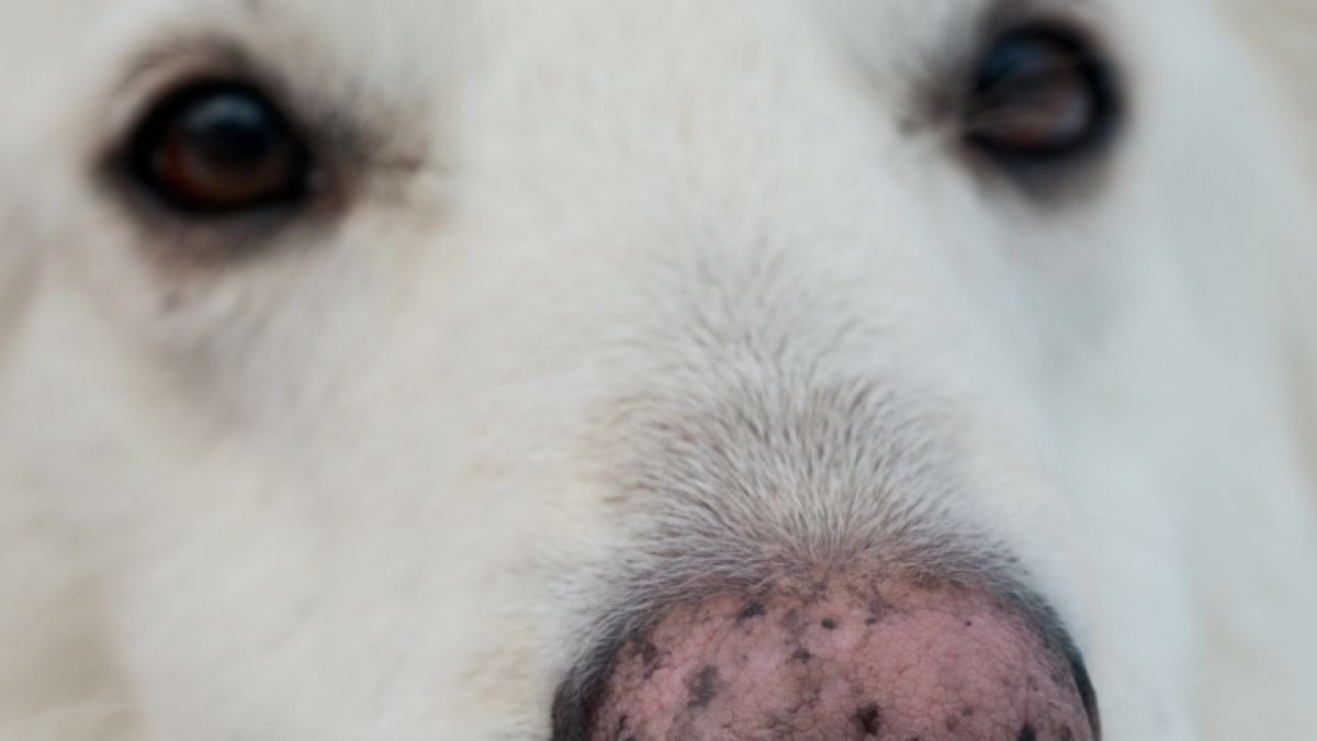 Auf einen weißen Schäferhund wurde 30 Mal geschossen. (Foto)