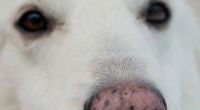 Auf einen weißen Schäferhund wurde 30 Mal geschossen.