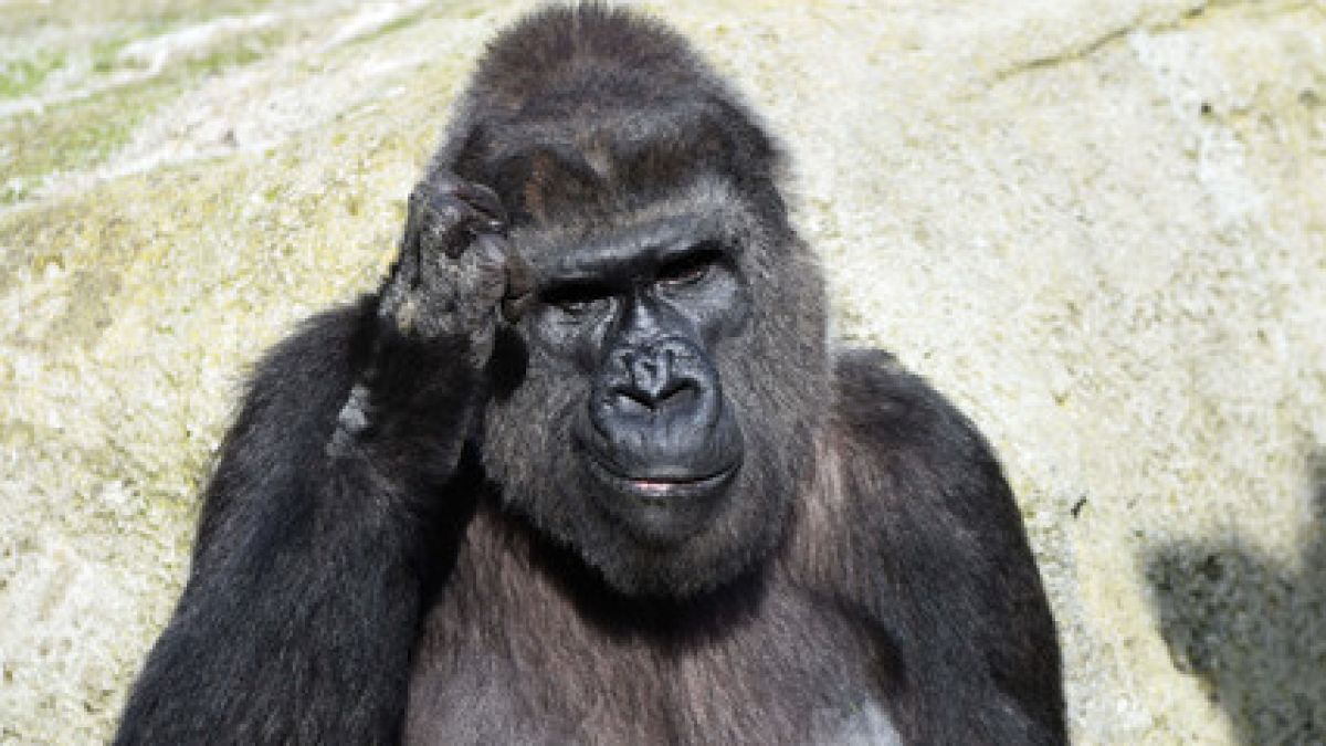 Ein Gorilla hat einen Pfleger im Zoo attackiert. (Foto)