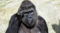 Ein Gorilla hat einen Pfleger im Zoo attackiert.