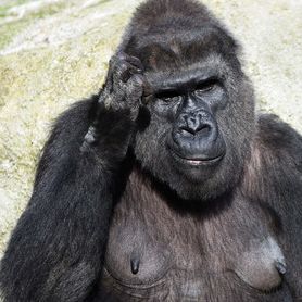 Gorilla-Attacke! 200-Kilo-Monster zermalmt Pflegerin (46)