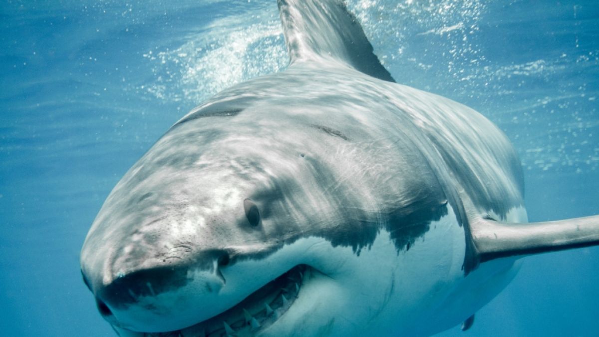 Haie werden für den Corona-Impfstoff getötet. (Symbolfoto) (Foto)