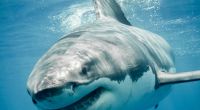 Haie werden für den Corona-Impfstoff getötet. (Symbolfoto)