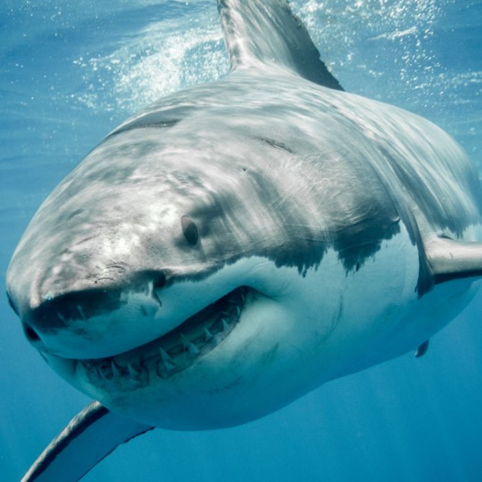 Tierschützer entsetzt! 500.000 Haie für Corona-Impfstoff abgeschlachtet