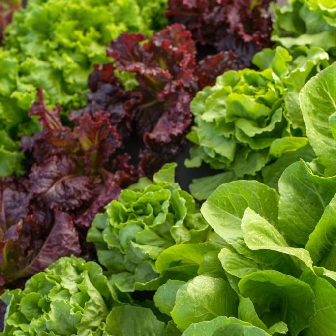 Mit Bakterien verseucht! Edeka und Marktkauf rufen Salat zurück