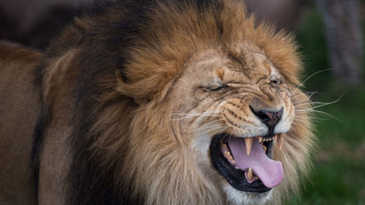 Im Zoo von Dakar kam es zu einer Löwen-Attacke. (Foto)