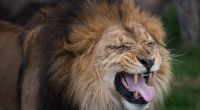 Im Zoo von Dakar kam es zu einer Löwen-Attacke.
