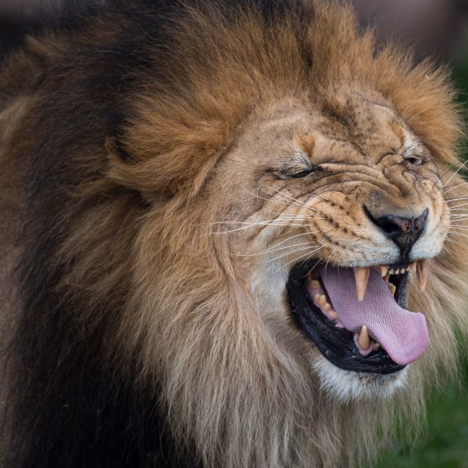 Löwen-Attacke! Raubtier reißt Pfleger beinahe den Arm ab