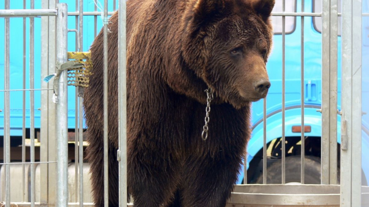 Das undatierte Foto zeigt den Bär Ben in einem Zirkus-Käfig. Das Tier war einer der letzten Zirkusbären in Deutschland. (Foto)