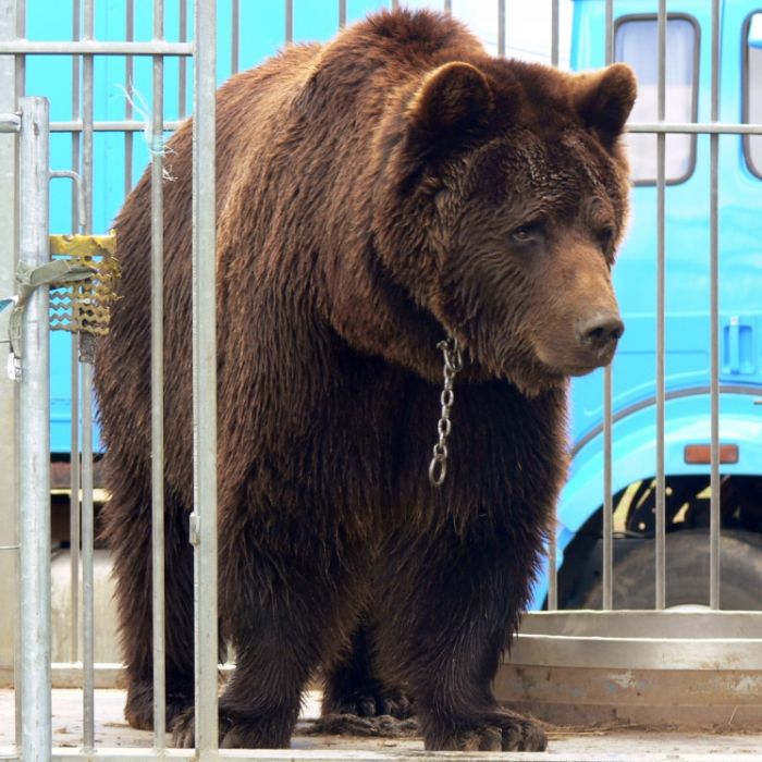 Kopfhaut abgerissen! Bär zerfetzt Tierpfleger (28) - tot