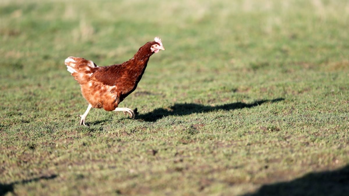 Ein 37 Jahre alter Mann aus England filmte sich beim Sex mit Hühnern und missbrauchte die Tiere zu Tode - jetzt muss der Tierquäler ins Gefängnis (Symbolbild). (Foto)