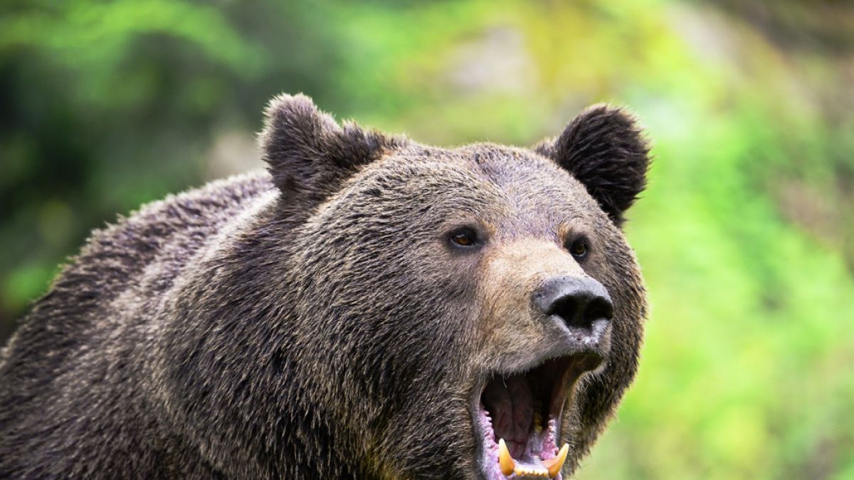 In China haben acht Bären einen Tierpfleger zerfleischt. (Foto)
