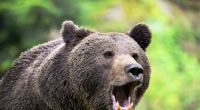 In China haben acht Bären einen Tierpfleger zerfleischt.