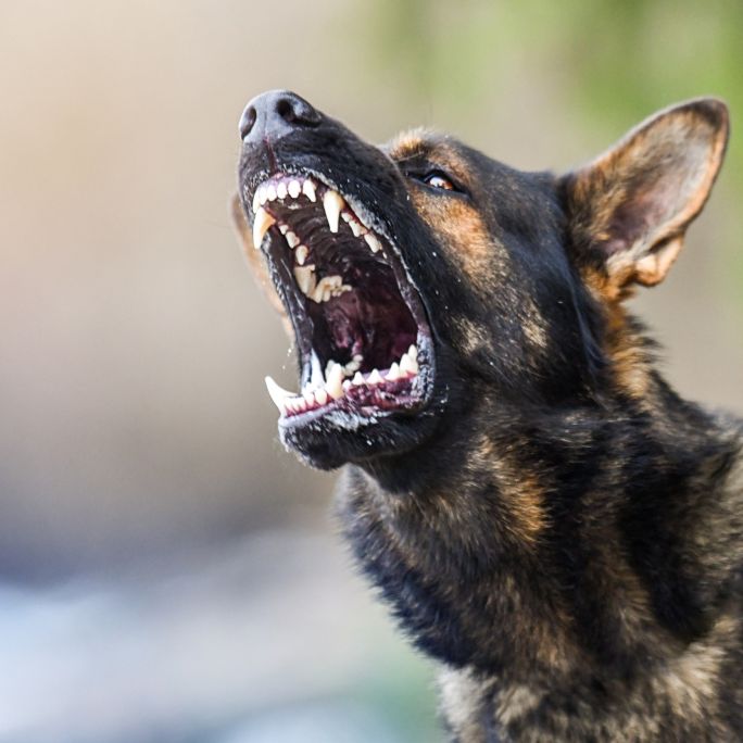 Horror-Angriff! Vierfach-Mutter (36) von Hunden totgebissen