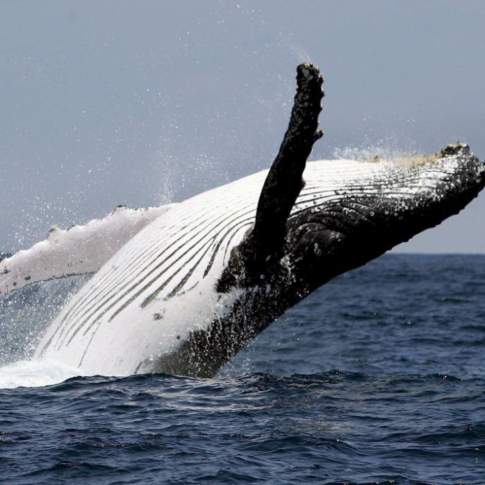 Beinahe von Wal gefressen! Frauen-Duo entgeht haarscharf dem Tod