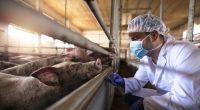 Wissenschaftler entdeckten ein Schweine-Coronavirus.