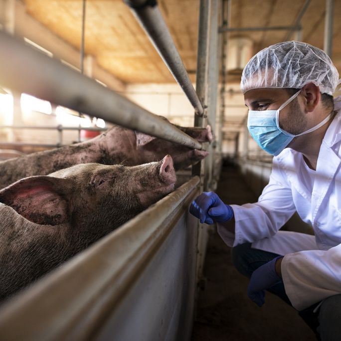 Neue Pandemie befürchtet! Wissenschaftler entdecken Schweine-Coronavirus