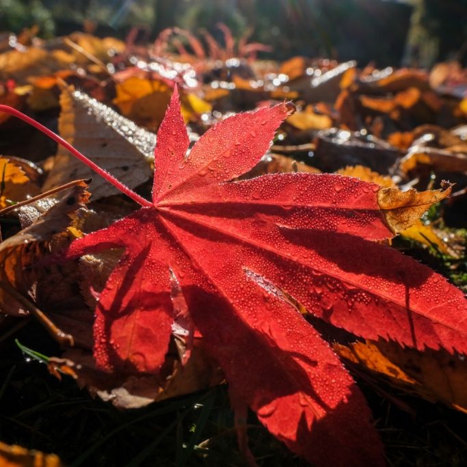 Temperatursturz! Herbst-Nebel kühlt Deutschland runter Temperatursturz! Herbst-Nebel kühlt Deutschland runter (Foto)