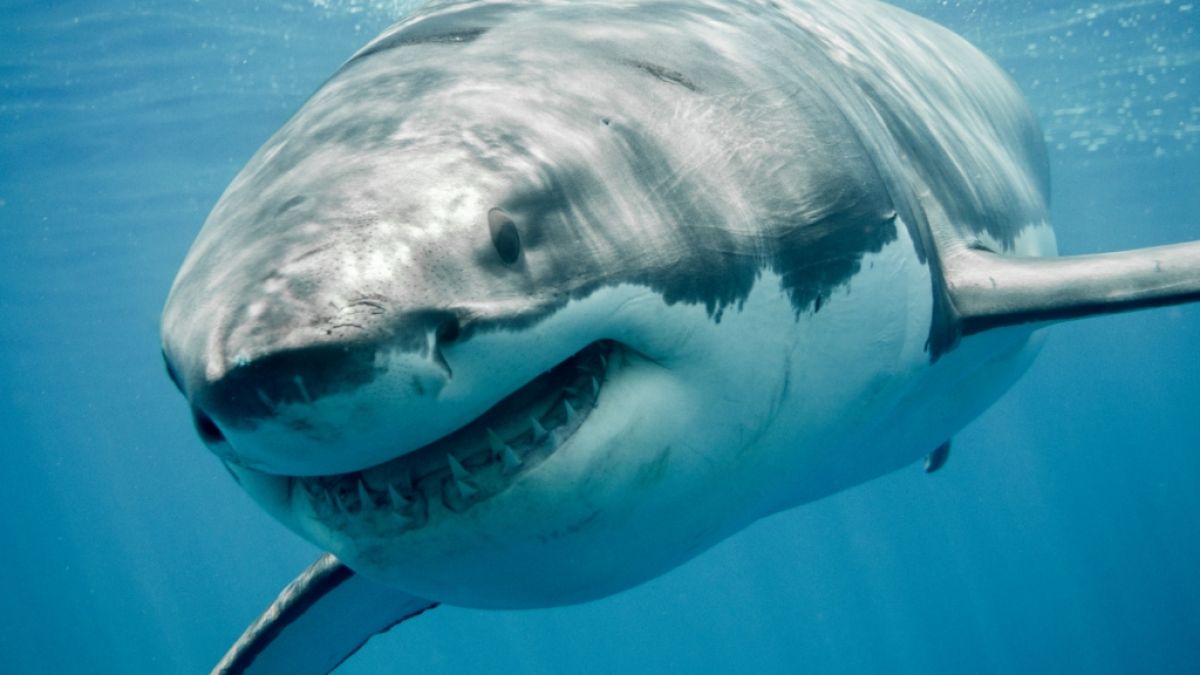 Ein 50-jähriger Australier ist am Wochenende bei einem Haiangriff ums Leben gekommen. (Foto)