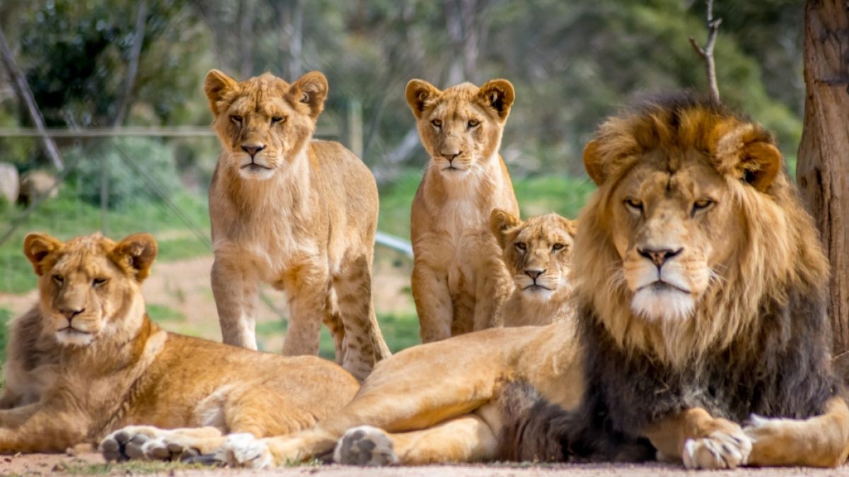 Im Zoo von Barcelona haben sich vier Löwen mit dem Coronavirus infiziert. (Foto)