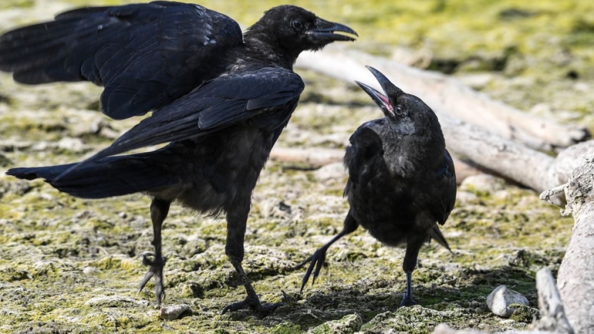 Sind die Vögel die Vorboten der Apokalypse? (Foto)
