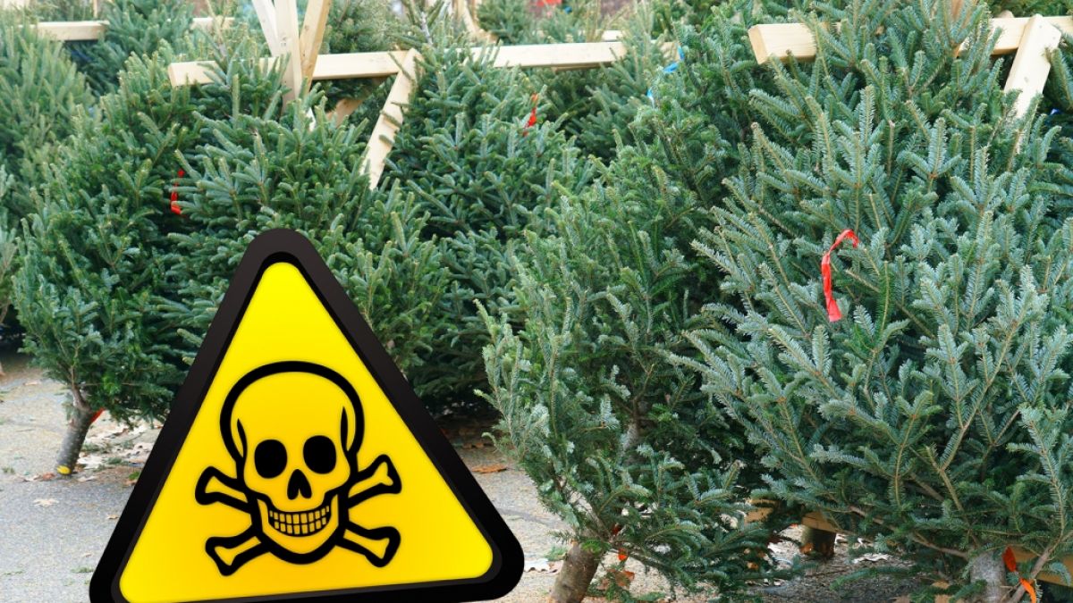 Einige Weihnachtsbäume enthalten Pestizide, die Sie lieber nicht im Wohnzimmer haben wollen. (Foto)