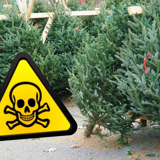 Mit Pestiziden verseucht! Finger weg von DIESEN Weihnachtsbäumen