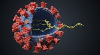 Kann das Coronavirus das menschliche Erbgut verändern?