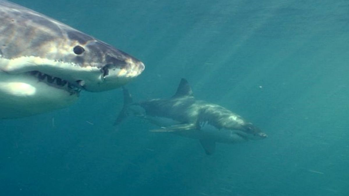 Undatierte Aufnahme zeigt einen Weißen Hai in den Gewässern vor der neuseeländischen Küste. (Foto)
