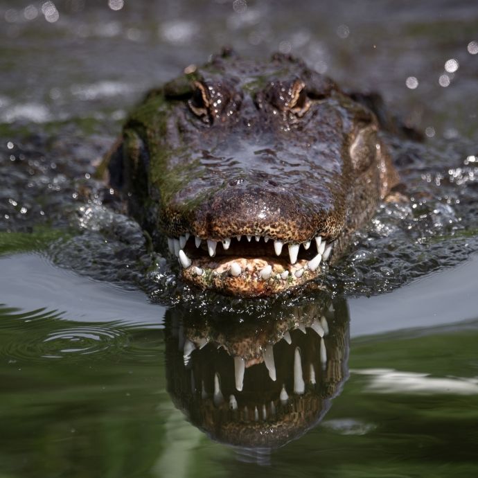 DARUM überlebten Krokodile den Asteroideneinschlag - und Dinosaurier nicht!