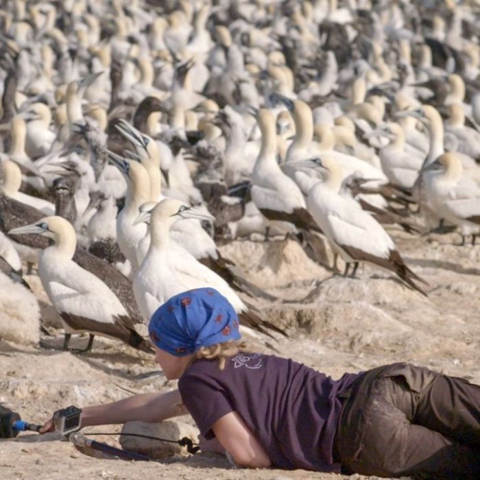 Wiederholung der Tierreihe im TV und online Wiederholung der Tierreihe im TV und online (Foto)