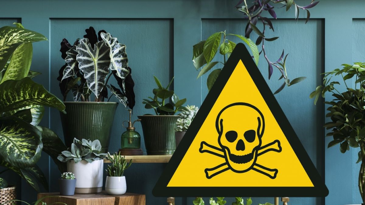 #Monstera, Alpenveilchen und Cobalt.: Grüne Totschläger! DIESE Zimmerpflanzen sind giftig