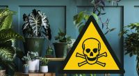 Einige Zimmerpflanzen können allergische Reaktionen oder sogar Vergiftungserscheinungen hervorrufen.