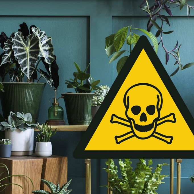 Grüne Killer! DIESE Zimmerpflanzen sind giftig