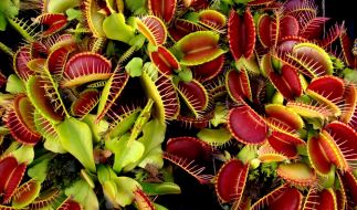 Spukende Zimmerpflanzen