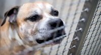 Der Staffordshire-Terrier-Mischling soll nach dem Tod seiner Besitzerin eingeschläfert werden.