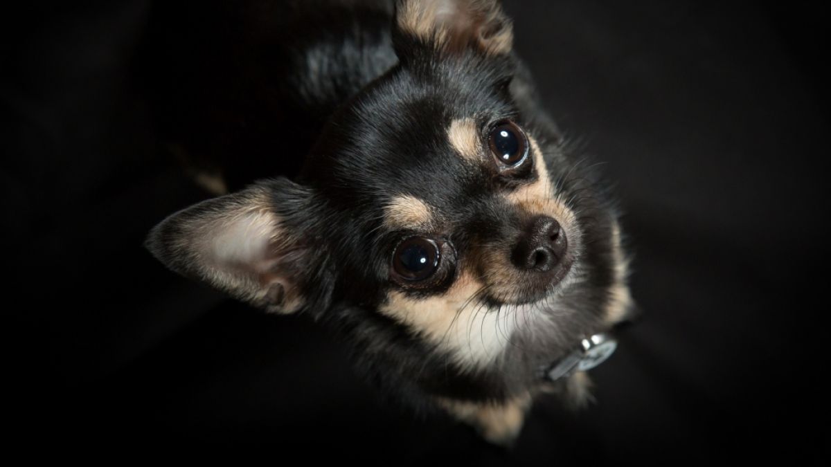 Der 19-Jährige schlitzte einen Chihuahua-Welpen auf. (Foto)