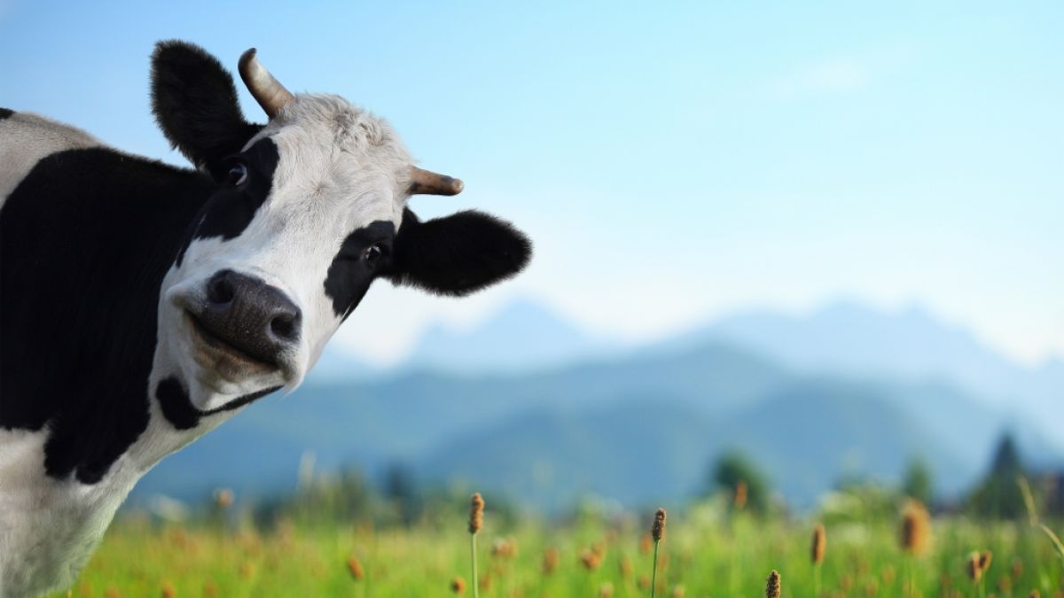 In Thailand wurde eine Kuh mit zwei Köpfen geboren. (Foto)
