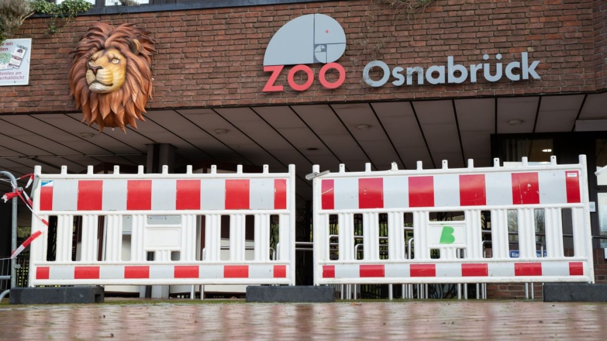 Im Zoo Osnabrück ist eine Tierpflegerin von einem Löwen angegriffen worden. (Foto)