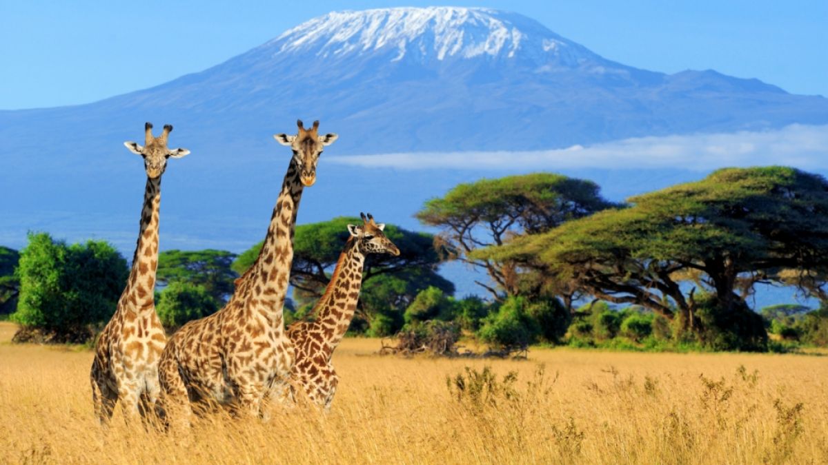 In Wildpark von Kenia verunglückten zwei Giraffen auf tragische Weise (Foto)