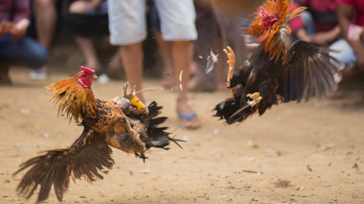 In Indien endete ein Hahnenkampf für einen Vogelbesitzer tödlich. (Foto)