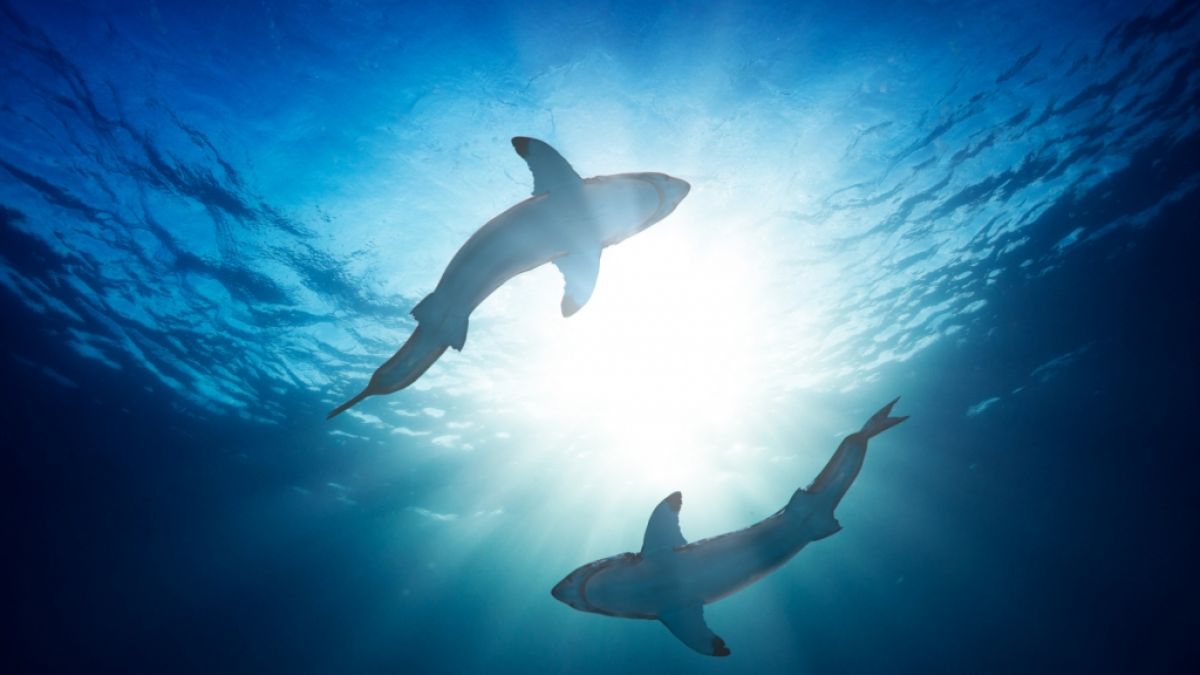 Auf einer Tiefsee-Mission entdeckten Meeresforscher drei Haiarten, die im Dunkeln leuchten können. (Foto)