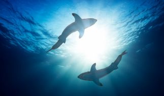 Leuchtende Tiefsee-Kreaturen in Neuseeland